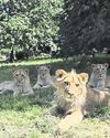 Wearside vet team makes 'roar-some' effort treating poorly lion cubs20