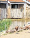 Where giraffes and zebras roam on your doorstep Sunderland Echo