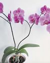 Books and plants can make great presents Books and plants can make great presents16