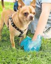 Thousands of dog walkers stopped over fouling in enforcement checks1