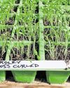 Sowing seeds for the summer to come Sowing seeds for the summer to come23