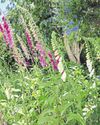 Sunderland Echo