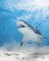 Altogether now... Baby shark do do do do do do0