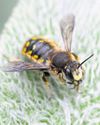 Chemicals are causing the bees to lose their way - new research reveals Chemicals are causing the bees to lose their way - new research reveals5