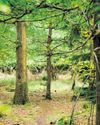 Back to nature for final resting place Back to nature for final resting place17