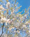 Now's the time for bare root planting24
