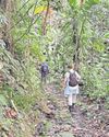 On the trail of St Lucia's 'small six' rare and endangered species On the trail of St Lucia's 'small six' rare and endangered species13