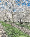 Cherry blossom an uplifting experience31
