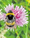 Herbs can be much more than a one act show32