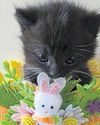 ‘Lifeline’ cat charity hits crisis point as it appeals for help with £20k bill ‘Lifeline’ cat charity hits crisis point as it appeals for help with £20k bill7