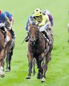 Bow Echo building up nicely for Royal Ascot showdown Bow Echo building up nicely for Royal Ascot showdown35