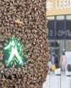 Buzz off! Bees swarming on lights move on Buzz off! Bees swarming on lights move on22