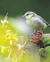 Housebuilder announces new five-year partnership with RSPB23
