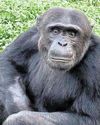 Chimps share sense of curiosity with children8