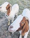 They're called Moose and Goose but these goats need a new home15