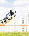 The ultimate dog's day out (with owners)14