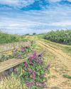 You don't need your own common to make a butterfly and bee haven13