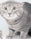 Animal shelter wants Desmond the cat to find his happy place10