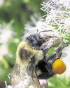 Kindness is latest buzz word on National Bee Day3