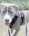 Heroic Holly seeks a loving new home Heroic Holly seeks a loving new home5