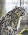 Zoo welcomes birth of snow leopard cubs7