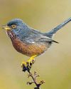 More heathland puts warblers in fine voice again More heathland puts warblers in fine voice again16