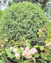 Roses can add great variety to the garden Roses can add great variety to the garden25