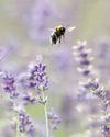 Find the perfect plants to go with a drought-resistant, waterwise garden Find the perfect plants to go with a drought-resistant, waterwise garden15