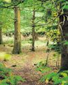 Back to nature for a final resting place Hartlepool Mail
