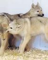 'Wolves' finally get the chance to play at sanctuary 'Wolves' finally get the chance to play at sanctuary10