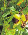 Natural relief for varicose veins8