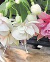Time for action on plant propagation19