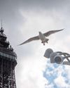 Spectators warned not to feed gulls during air show8