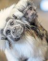 Zoo welcomes the birth of critically endangered tamarin8