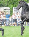 Animal magic and fantastic food ahead at county show Animal magic and fantastic food ahead at county show1