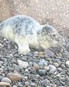 Stranded seal back safe at sea after beach rescue8