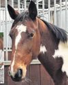 Emaciated mare who lost foal at birth is now thriving at centre11