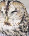 Firefighters help save owl trapped in fishing line13