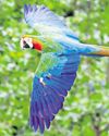 Go wild as plans are put in for high-flying parrot attraction3