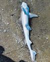 Baby shark fright but species 'not dangerous' expert claims2