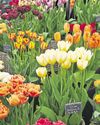Chelsea's tricks can be copied by growers Chelsea's tricks can be copied by growers10