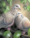 Turtle doves and other bird species in 'free fall'18