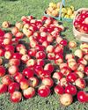 Apples to savour throughout autumn17