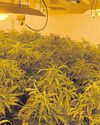 Police discover £60k drug farm in empty property6