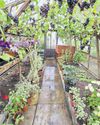 Busy time of year in the greenhouse12