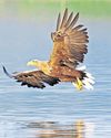 The eagle has landed - but not everyone is happy The eagle has landed - but not everyone is happy8
