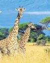 Giraffes stand tall for their world day celebration Giraffes stand tall for their world day celebration1
