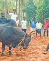 ஜல்லிக்கட்டும் ஹை-டெக்காக மாறுது பயிற்சிகள் செய்ய பொம்மை வீரர் பயணத்துக்கு 'ஹைட்ராலிக் வேன்'