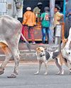 தாம்பரம் மாநகராட்சி பகுதியில் தெரு நாய்கள், மாடுகளை கட்டுப்படுத்துவது எப்படி?