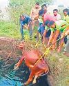 விவசாய கிணற்றில் விழுந்த பசுமாடு உயிருடன் மீட்பு